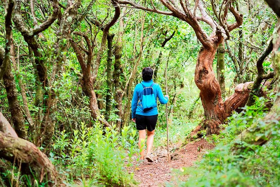 Living standards in Portugal: laurel forests in Madeira