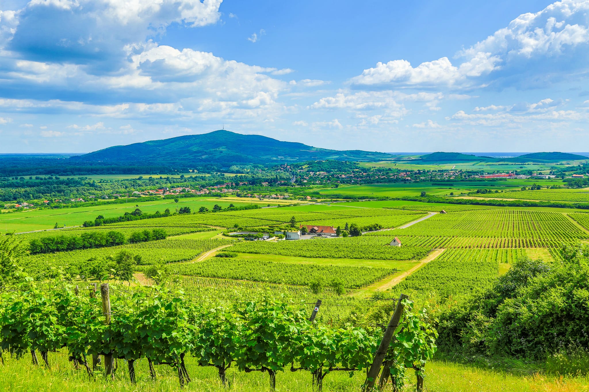 Hungary Investment Visa for moving to Europe: Tokaj Wine Region