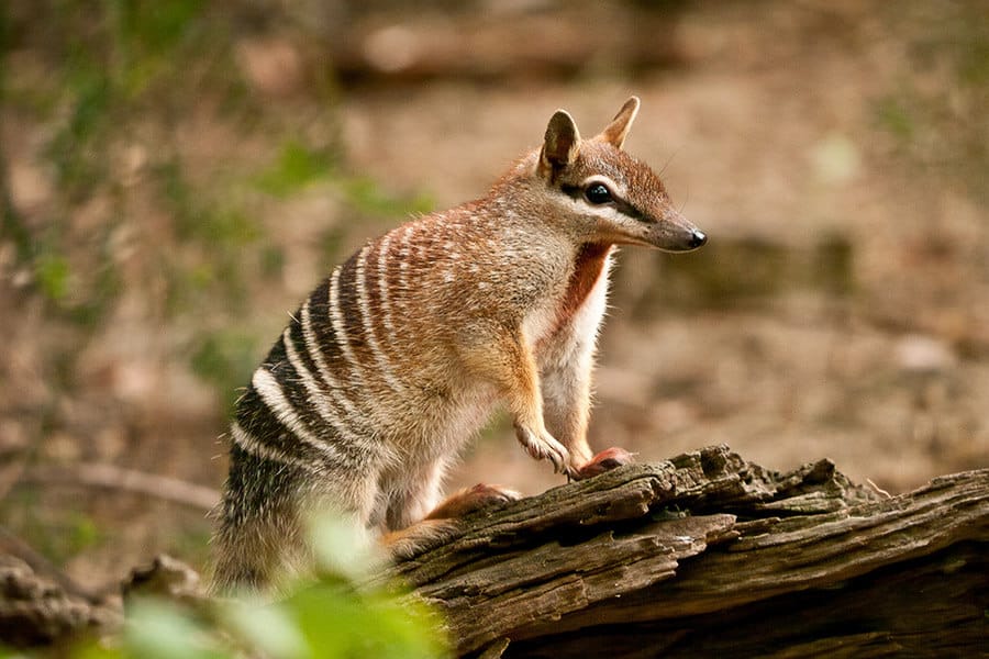 переезд в Австралию